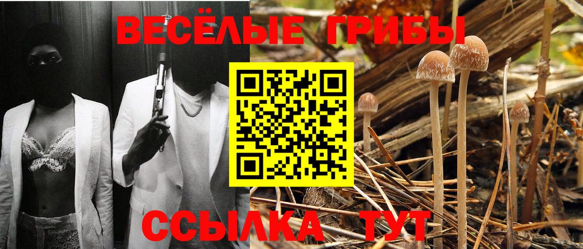 Волгодонск  купить наркотики цена  Псилоцибиновые грибы прущие грибы  Вход с VPN  Псилоцибиновые грибы прущие грибы 